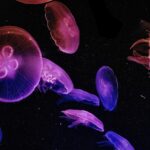 Home jellyfish, wallpaper, mobile wallpaper, jelly fish, lock screen wallpaper, aquarium, dark, samsung wallpaper, rainbow, colourful, red, purple, underwater, fish, marine, sea, animal, blue, creature, glow, glowing, nature, transparent, jelly, deep, translucent, beautiful wallpaper, water, mobile wallpaper 4k, black, black rainbow, black sea, phone wallpaper, ipad wallpaper, black fish, black ocean, black wallpaper, black fishing, iphone wallpaper