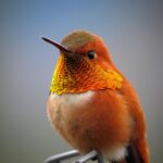 Home hummingbird, bird, animal, rufous hummingbird, small bird, small hummingbird, wildlife, fauna, wilderness, nature, closeup, hummingbird, hummingbird, hummingbird, hummingbird, hummingbird, bird
