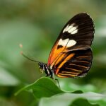 Home postman butterfly, butterfly, garden, heliconius melpomene, insect, animal, nature, closeup, butterfly, butterfly, butterfly, butterfly, butterfly