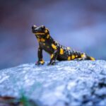 Home Close-up of a striking yellow-spotted fire salamander on a rock outdoors.